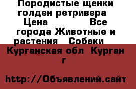 Породистые щенки голден ретривера › Цена ­ 25 000 - Все города Животные и растения » Собаки   . Курганская обл.,Курган г.
